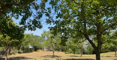 ΟΙΚΟΠΕΔΟ ΠΡΟΣ ΠΩΛΗΣΗ ΣΤΟΝ ΕΠΤΑΛΟΦΟ ΠΑΡΝΑΣΣΟΥ Φωτογραφία 