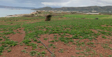Παραθαλάσσιο Οικόπεδο στην Κίσσαμο Φωτογραφία 