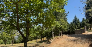 ΟΙΚΟΠΕΔΟ ΠΡΟΣ ΠΩΛΗΣΗ ΣΤΟΝ ΕΠΤΑΛΟΦΟ ΠΑΡΝΑΣΣΟΥ Φωτογραφία 