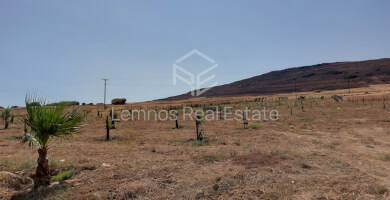 Land plot in Saravari Photo 